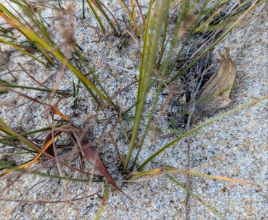 Cyperus grayi