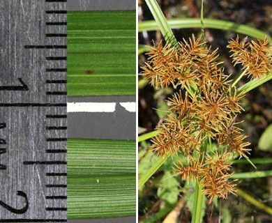 Cyperus odoratus