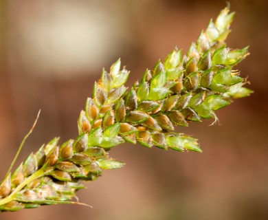 Cyperus sphaerolepis