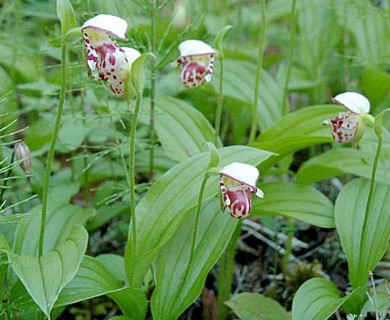 Cypripedium guttatum