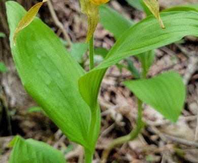 Cypripedium parviflorum