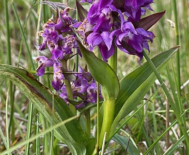 Dactylorhiza aristata