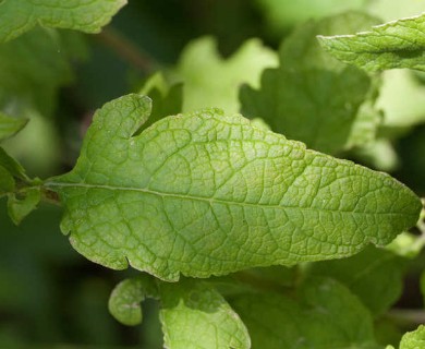 Dasistoma macrophylla