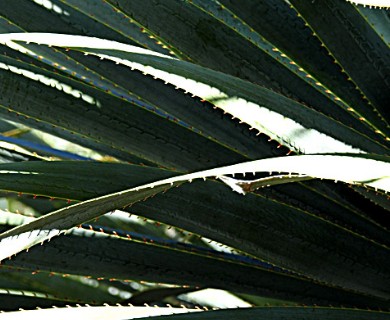 Dasylirion cedrosanum