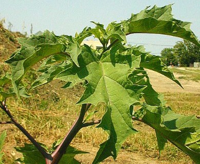 Datura stramonium