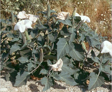 Datura wrightii