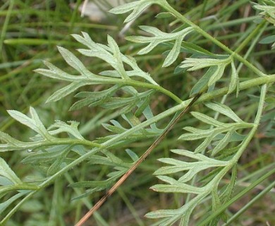 Daucus carota