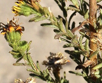 Deinandra floribunda