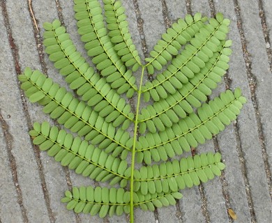 Delonix regia