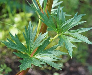 Delphinium californicum