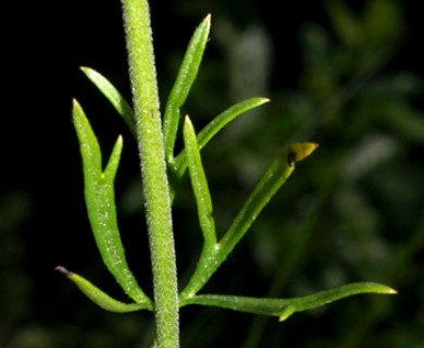 Delphinium carolinianum