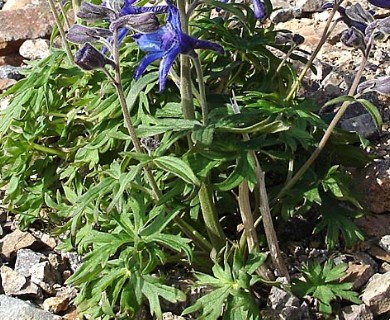 Delphinium chamissonis