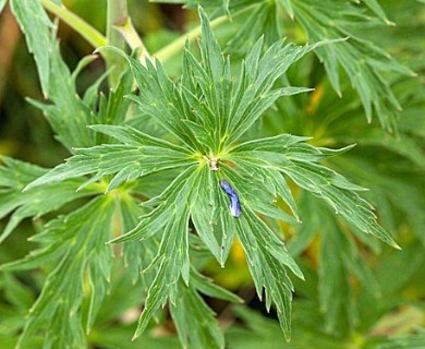 Delphinium geraniifolium