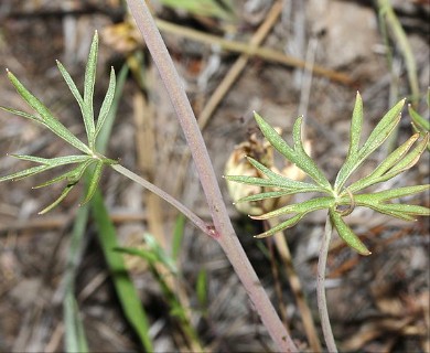 Delphinium nuttallianum