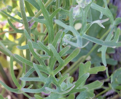 Delphinium parryi