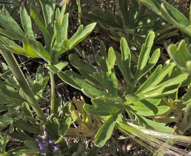 Delphinium stachydeum