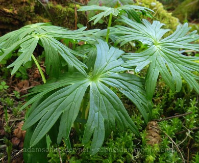 Delphinium trolliifolium