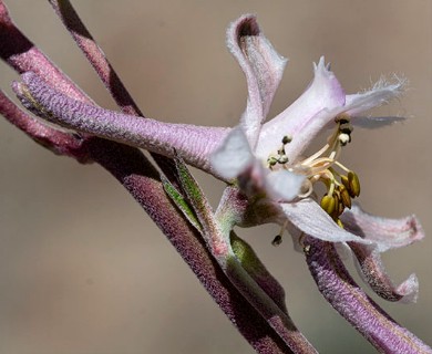 Delphinium wootonii