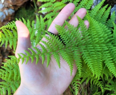 Dennstaedtia punctilobula