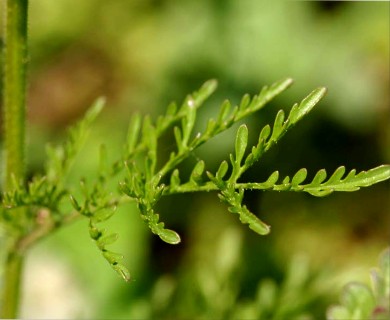 Descurainia pinnata