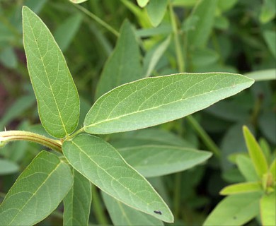 Desmodium canadense