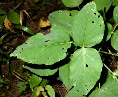 Desmodium canescens