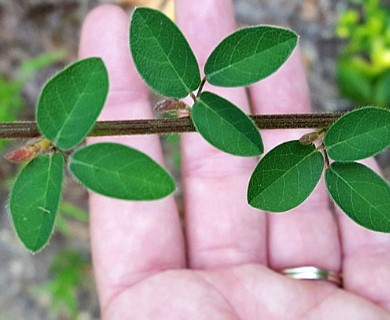 Desmodium ciliare