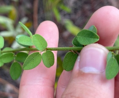 Desmodium marilandicum