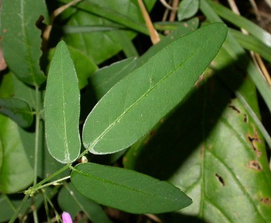 Desmodium paniculatum