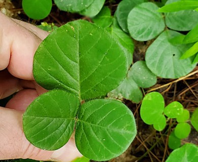 Desmodium rotundifolium