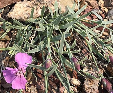 Dianthus repens