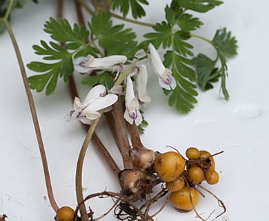 Dicentra canadensis