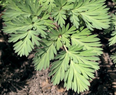 Dicentra cucullaria