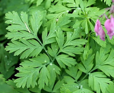 Dicentra formosa