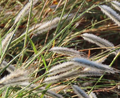 Dichanthium sericeum