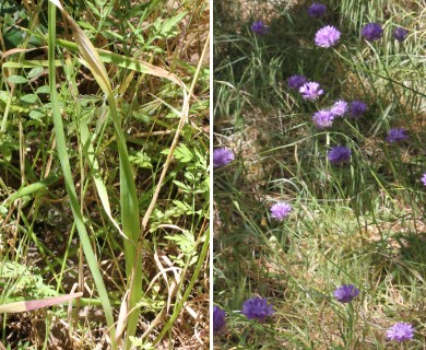 Dichelostemma congestum