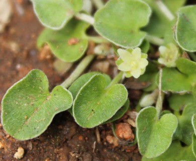 Dichondra sericea