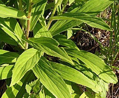 Digitalis grandiflora
