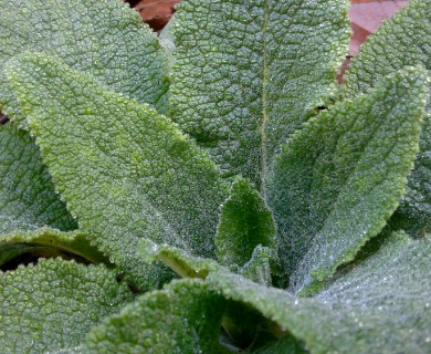 Digitalis purpurea