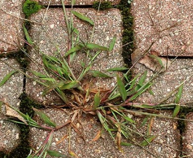 Digitaria sanguinalis