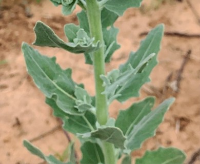 Dimorphocarpa candicans