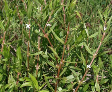 Diodia virginiana