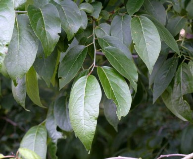 Diospyros virginiana