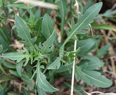 Diplotaxis tenuifolia