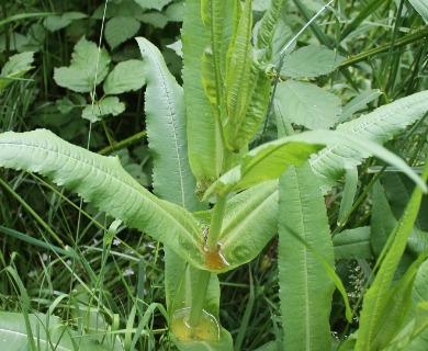 Dipsacus fullonum