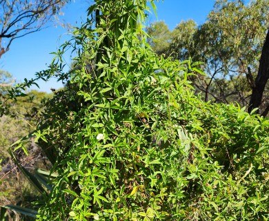 Distimake quinquefolius