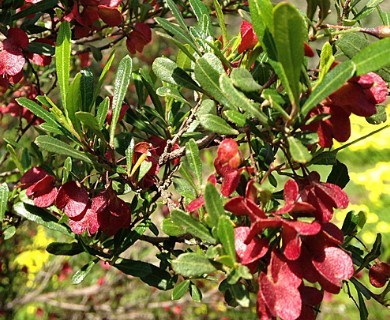 Dodonaea viscosa