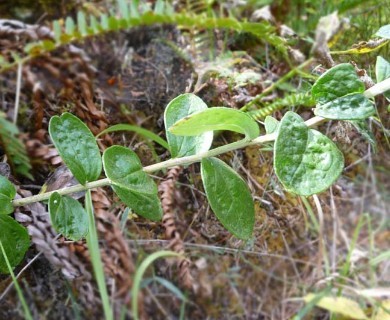 Doellingeria tomentella