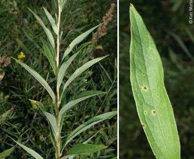 Doellingeria umbellata