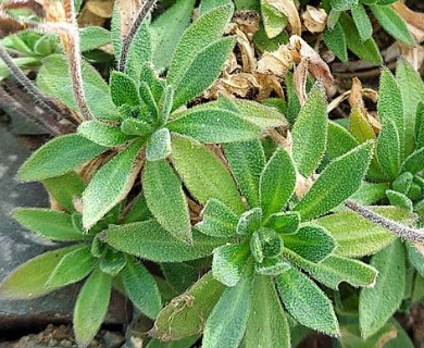 Draba borealis